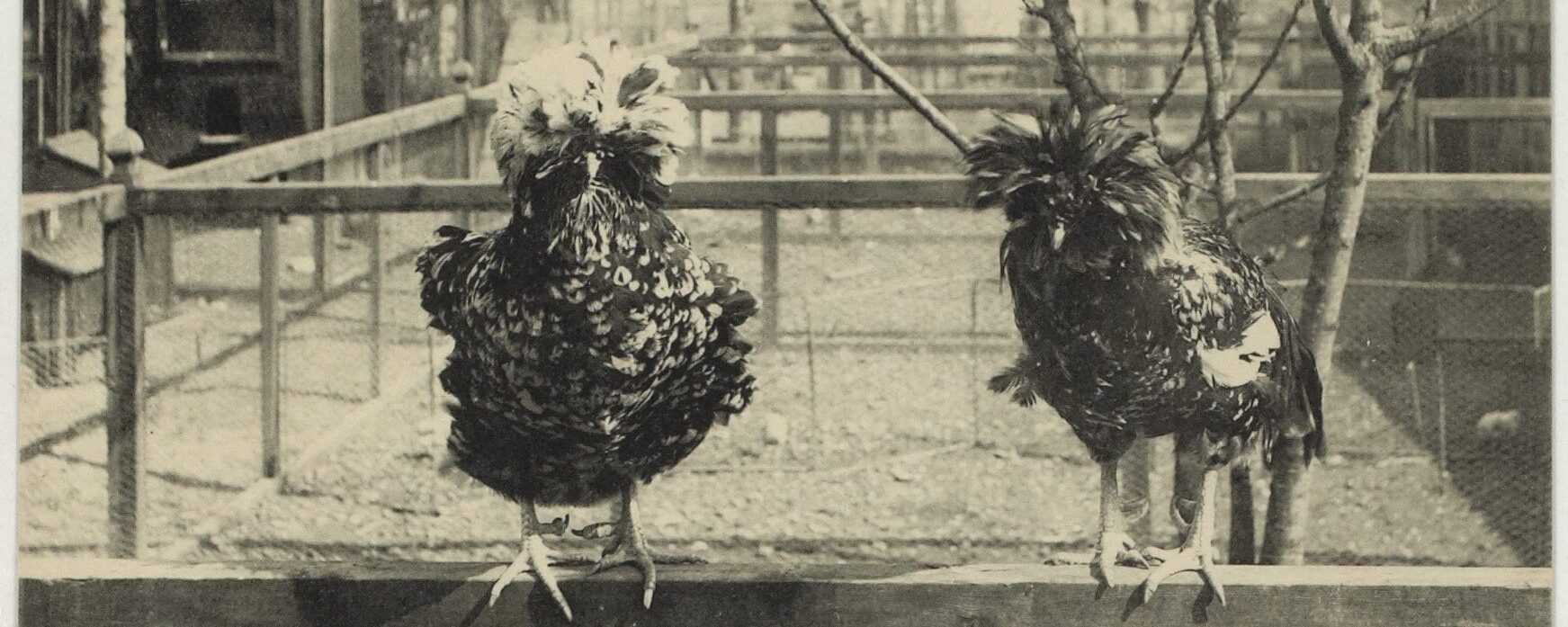 Carte postale ancienne poule de Houdan