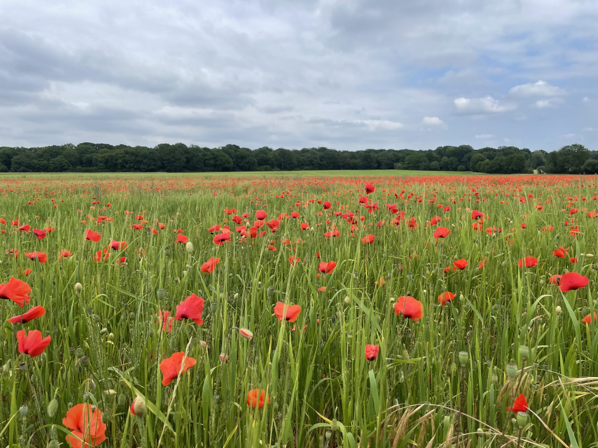 Champs de coquelicots