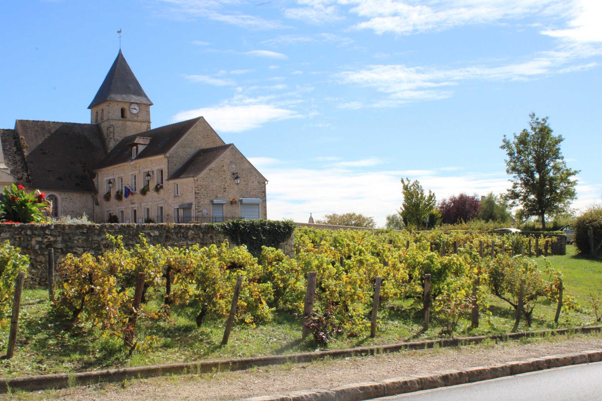 Tacoignières-vignes