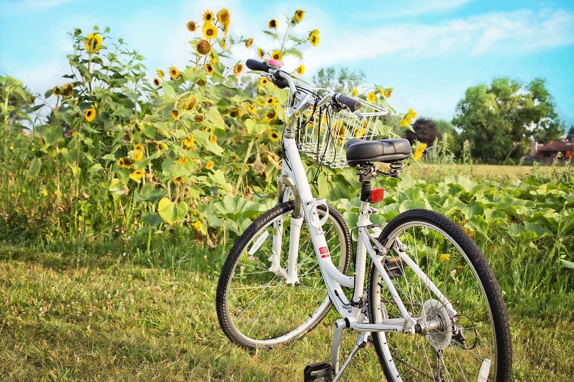Vélo tournesol