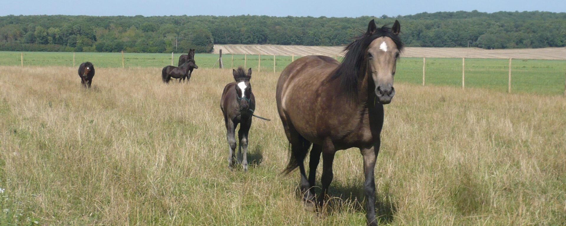 Le Tartre Gaudran chevaux